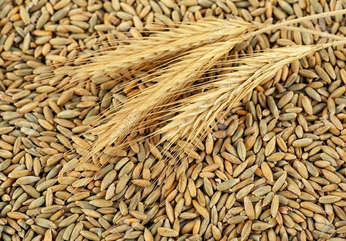 Rye