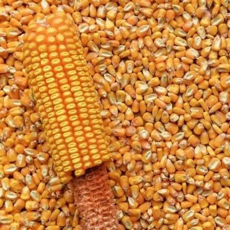 Corn