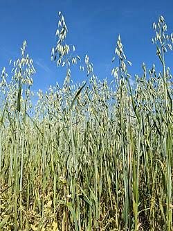 Oats
