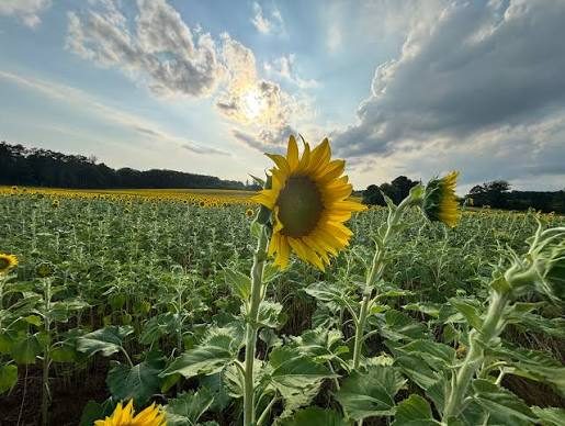 Sunflower Seeds