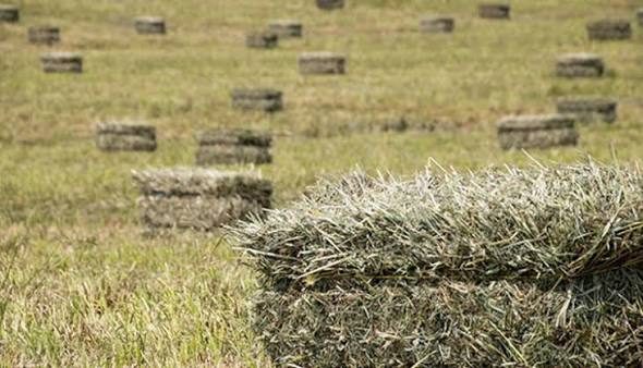 Hay